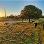 Legacy Longhorn Ranch
