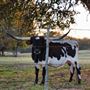 Legacy Longhorn Ranch