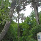 Sabal Palm Sanctuary