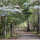 Davey Dogwood Park