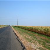 Corn Field on CR 424