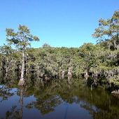 Caddo Lake State Park