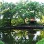 Fort Worth Botanic Garden - Japanese Garden