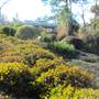 Japanese Garden in Hermann Park