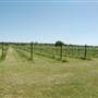 The Vineyard at Florence