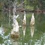 Lake Bastrop