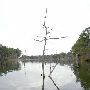Lake Bastrop