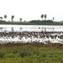 South Padre Island Birding and Nature Center & Alligator Sanctuary