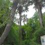 Sabal Palm Sanctuary