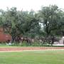 Trinity University