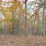 Davey Dogwood Park