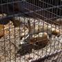 Animal World and Snake Farm