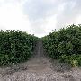 Grapefruit Orchard