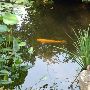 Zilker Botanical Gardens