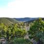 Madrone Ranch