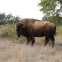 Longhorn River Ranch