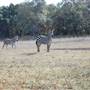 Longhorn River Ranch