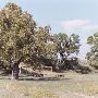 Arrington Ranch