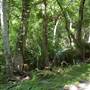 Palmetto State Park