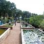 Hill Country Water Gardens & Nursery