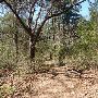Buescher State Park
