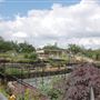 International Waterlily Collection
