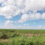 Cotton Fields on FM 1223