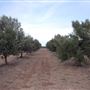 Texas Hill Country Olive Company