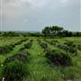 Obregon Ranch