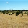 Old Ponderosa Ranch