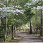 Davey Dogwood Park
