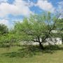 Waldhauser Property