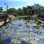 International Waterlily Collection