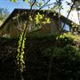 The Living Laboratory House