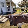 The Rustoration Ranch