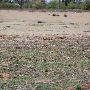 Mackenzie Park - Prairie Dog Town