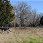 Rural Farm - Two House Property