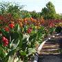 Clark Gardens Botanical Park