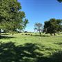 Bucking Beauty Farm