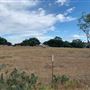 Rose Ranch