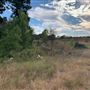 Rose Ranch