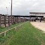 Navasota Livestock Auction