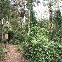 Sabal Palm Sanctuary