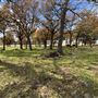 Fairlea Longhorn Ranch