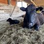 Shirttail Creek Farm