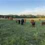 Shirttail Creek Farm