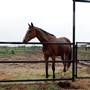 Two Wishes Ranch