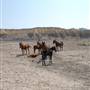 Study Butte