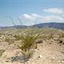 Big Bend Ranch State Park - Barton Warnock Environmental Education Center