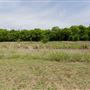 Bowman Branch Linear Park